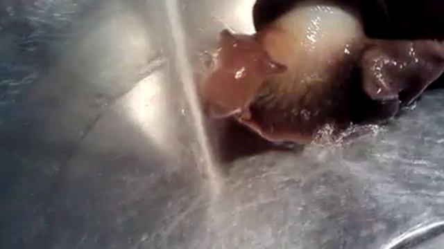 bathing Achatina fulica. КУПАНИЕ УЛИТКИ АХАТИНА смотреть онлайн