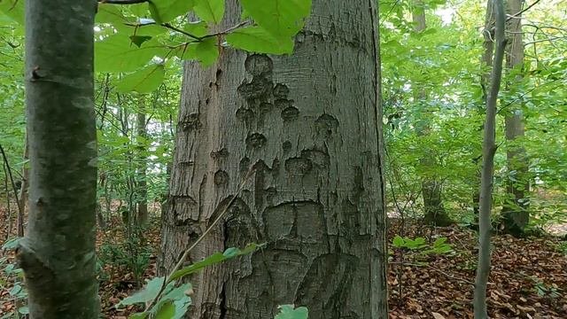 поиски клада