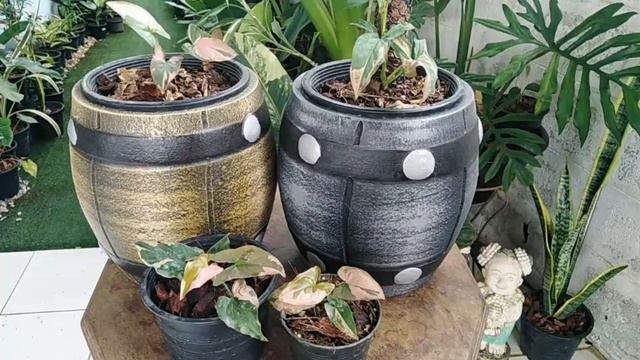 Syngonium Pink Splash พิ้งสแปลช เลี้ยงอย่างไรให้สีสันสวยสด โตไว แบบที่พ่อค้าแม่ค้าปลูกขาย смотреть онлайн