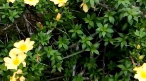 441 - Beautiful flowering Vine as a FENCE for your garden (5/7/17)