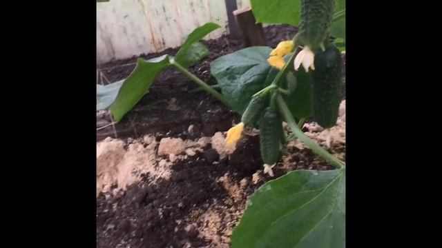 Микробиологические препараты Сияние