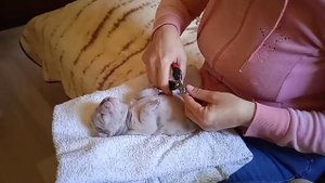 Как постричь когти щенку. Французский бульдог.