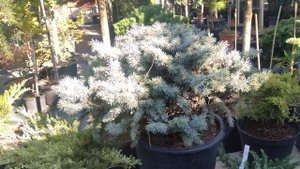 обзор на красотку Ель колючая Глаука Глобоза (Glauca Globosa) .