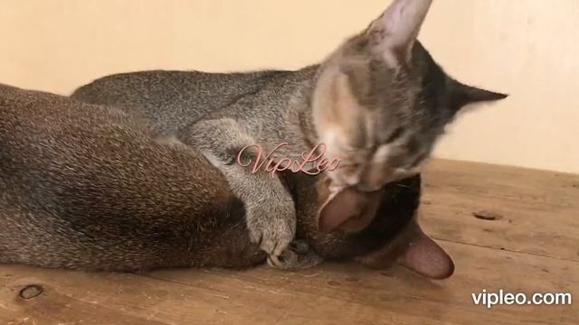 VipLeo. Чаузи ф4 Тиффани и Луиза. Chausie.