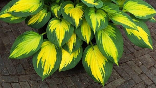 Новые хосты в моем саду! Хосты El Nino, Blue Flame, Forbidden Fruit! смотреть онлайн