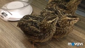 Всё о гибридах у перепелов !