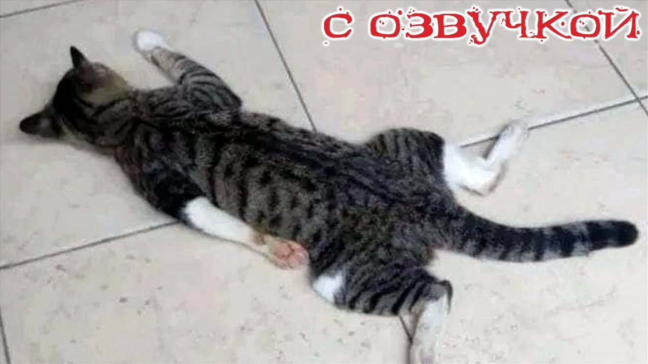 Самое смешное аудио. Самое смешное аудио