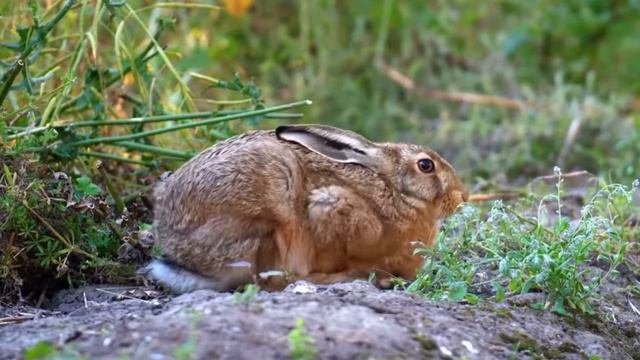 ЖАНУАРЛАР! Учим ЖИВОТНЫХ на казахском. Орманда тіршілік ететін жануарлар!