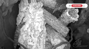 Ночная жизнь бананоедов. Гигантский геккон бананоед. Rhacodactylus leachianus.