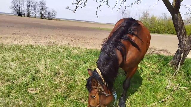 жеребец Маркиз покрывает кобылу Машку смотреть онлайн