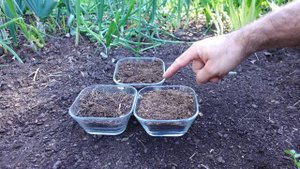 ? Cultivo de Arandanos en Maceta - Sustrato y Trasplante