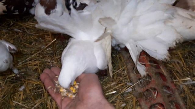 Иранские бойные голуби//Головатые//Последние голубята этого года смотреть онлайн