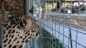 Ура! Шеба заговорил! Шикарны африканские леопарды! Sheba spoke! African leopards are gorgeous!