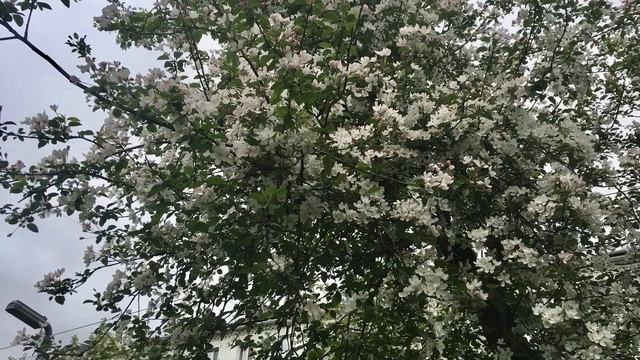 Аллея Октябрьского проспекта. Дождливый май - город Киров.