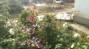 Роза Тантау Рэд Пиано