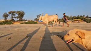 ГОА ВЛОГ пляжный шоппинг, обнимашки с Ланой, Food Planet и  «кинотеатр» в Арамболе