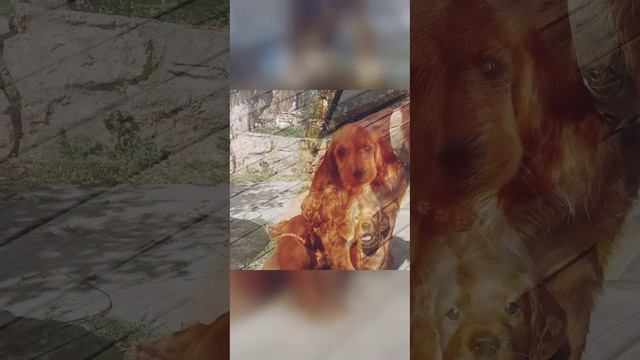 Ирландский красный сеттер.Щенки 4 месяца смотреть онлайн