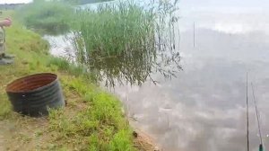 Карпы не дают отдохнуть! Мощные поклёвки карпа на сигнализаторы!