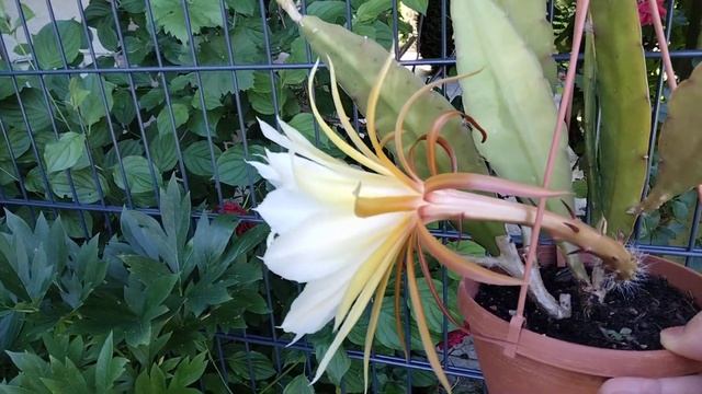 Листовой кактус,эпифиллум.Первое цветение. смотреть онлайн