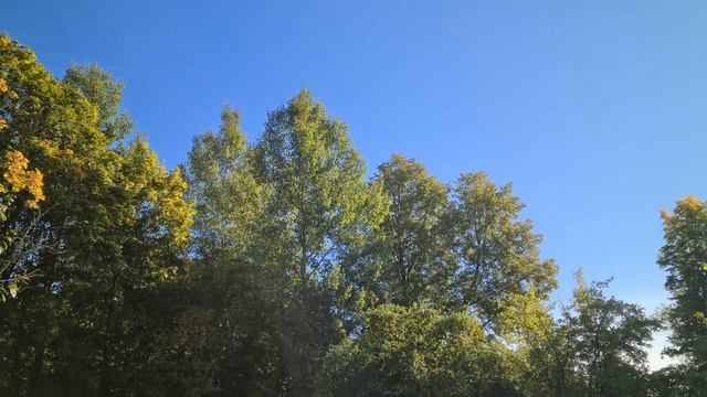 8K Осенний пейзаж (снято на SAMSUNG S20) смотреть онлайн