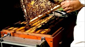 Пчеловодство При осмотре гнезда использую маткоуловитель Beekeeping When viewed jacks matkoulovitel