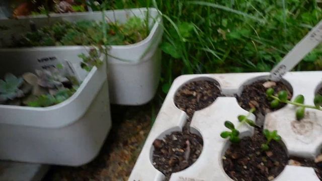 How To Grow SEDUM LUCIDUM OBESUM смотреть онлайн