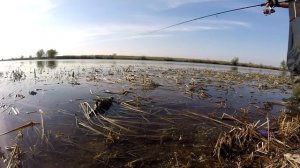 Выходы и атаки щуки на поверхностные приманки