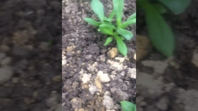 ПОДСОЛНЕЧНИК ГНОМИК!выращивание из семян,высадка в грунт