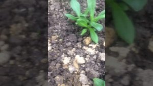 ПОДСОЛНЕЧНИК ГНОМИК!выращивание из семян,высадка в грунт