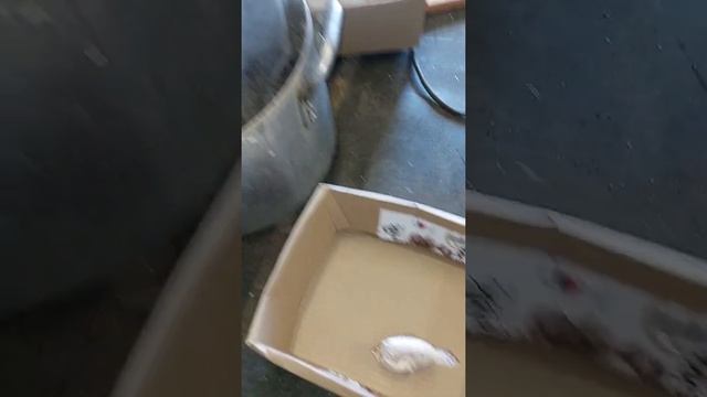 Вешанка " чёрный принц китайский изготовление в гараже . смотреть онлайн