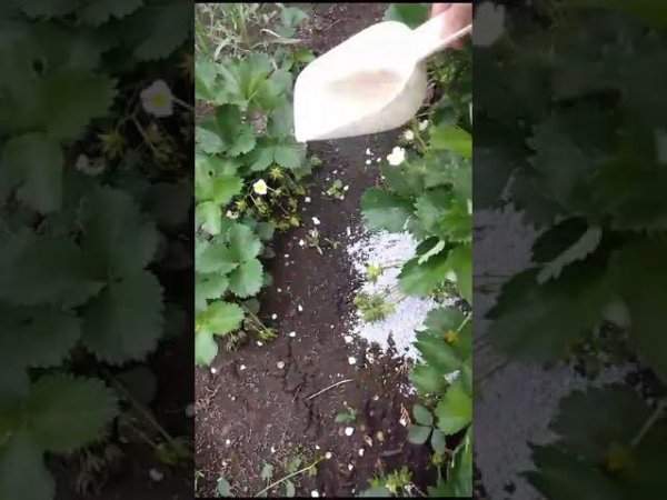 Внесение мульчи целлюлозной на клубнику