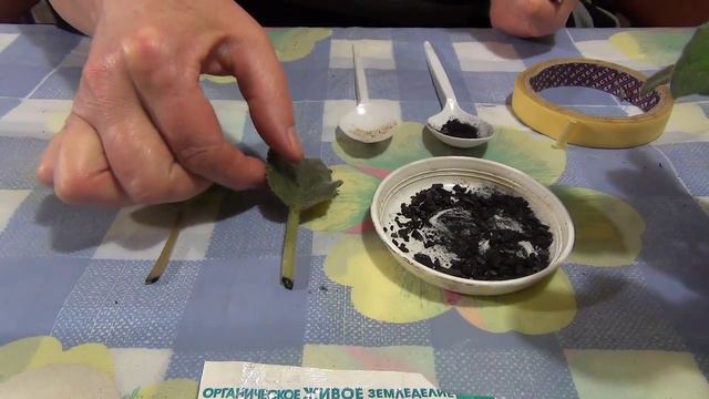 Размножение фиалки. смотреть онлайн