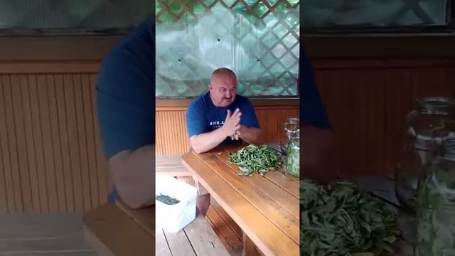 Как сделать чай в домашних условиях? ? || Заготовка ИВАН-ЧАЯ || Ферментация