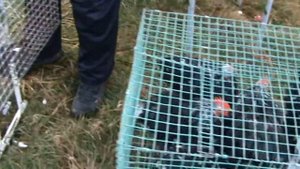 Ярмарка голубей г.Славянск-на-Кубани 18.12.2022г. 2часть