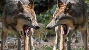 Одноухий Волчонок был БРОШЕН Стаей за свою Неполноценность