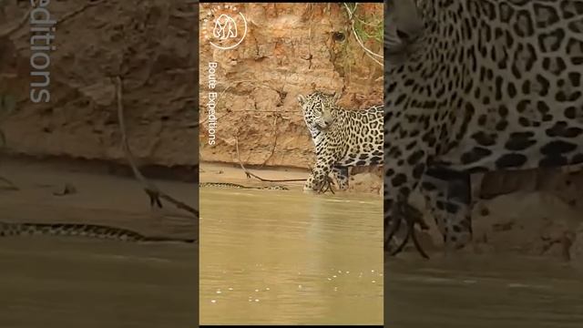 Jaguar Drags Huge Anaconda from River ?? World Wild Web #wildlife #shorts #anaconda