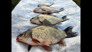 Отчёт о  рыбалке  озеро Червяное ,активный клёв карпа!