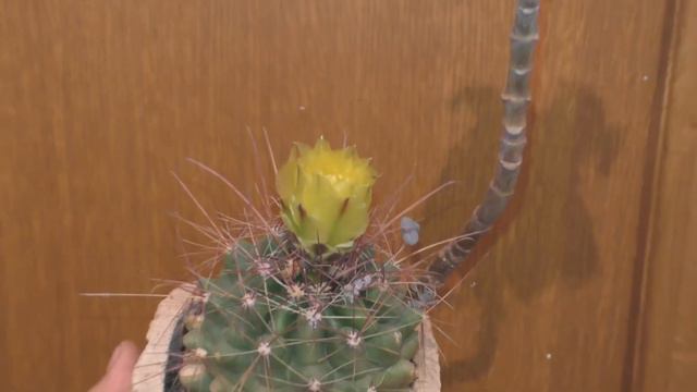 Как цветёт кактус смотреть онлайн