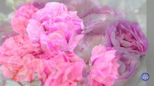 Tea Rose / Чайная Роза
