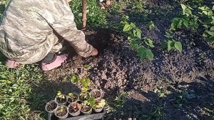 Виноград из косточки высаживаем в грядку