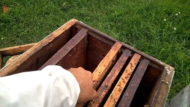 Отводок без пчёл!!! Приём матки 100%!!! смотреть онлайн