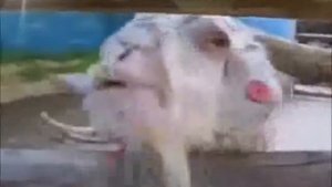 КОЗА РЖЕ З КОЗЛА