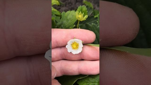 Трипсы.Вредитель на клубнике смотреть онлайн