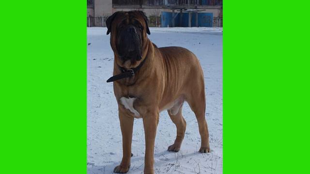 Шерхан и Балу смотреть онлайн