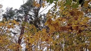 Les Feuilles Mortes "Опавшие листья"