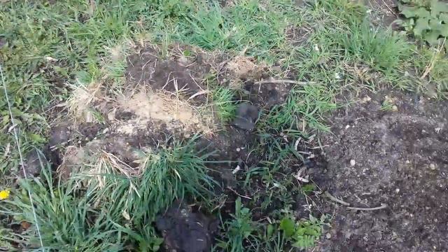 КАК ПЕТУНИЯ ПЕРЕНЕСЛА ПЕРВУЮ НОЧЬ НА УЛИЦЕ. ОБЗОР РАСТЕНИЙ И УКРЫТИЯ В СЛУЧАЕ ПОХОЛОДАНИЯ. смотреть онлайн