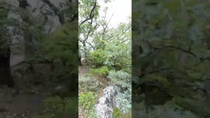 До потопа Ялты.ЮБК Санаторий Понизовка.