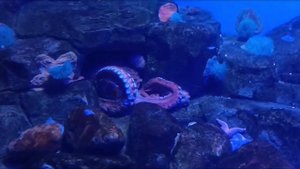 _Показательное выступление_ осьминога в Москвариуме😉 Фотомодель. (Оторваться невозможно)