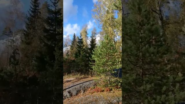 Падающее сухое дерево
