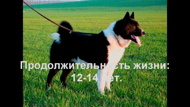 Лайки. смотреть онлайн